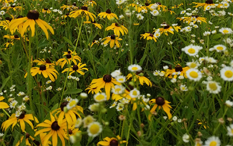 Image of wildflowers